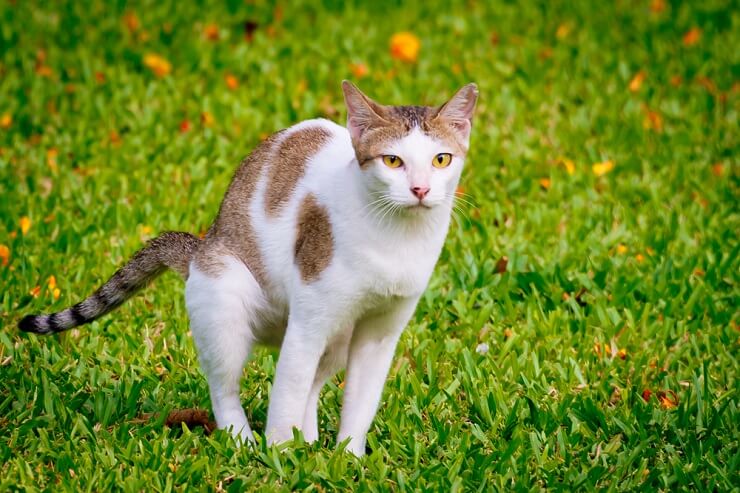 Un'immagine che raffigura un gatto che defeca in un giardino. La scena cattura un gatto impegnato in un comportamento naturale, affrontando anche le preoccupazioni relative ai gatti che usano i giardini come luogo per l'eliminazione.