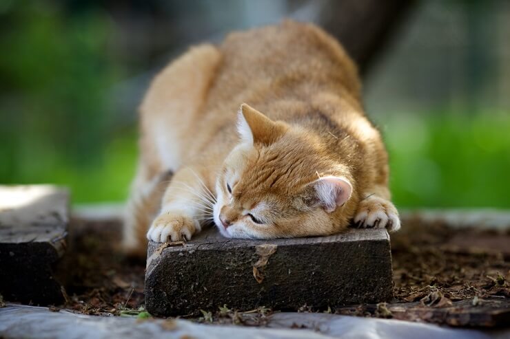 Immagine di un gatto che strofina la testa contro la mano di una persona.