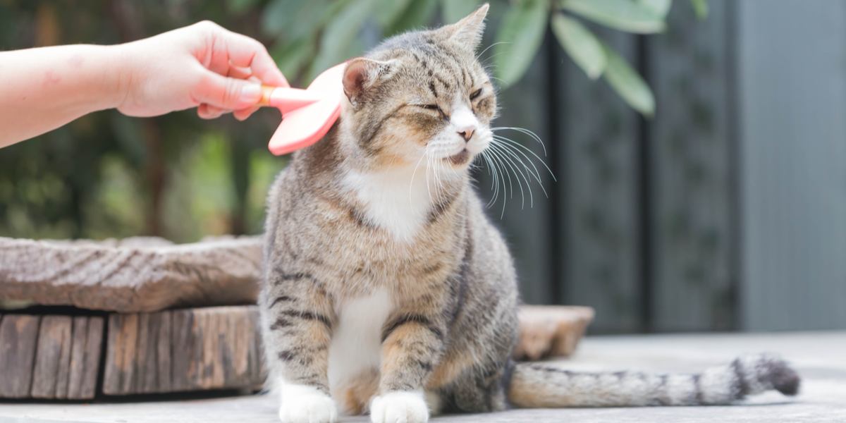 Gatto che viene spazzolato con un pettine