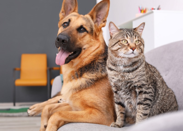 Gatto e cane condividono il divano.