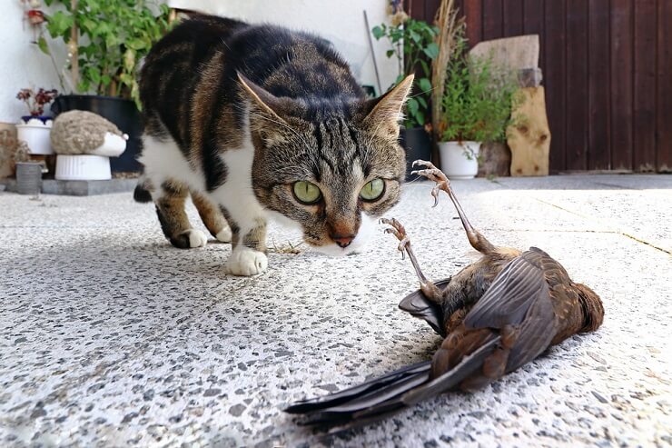 gatto porta uccello morto