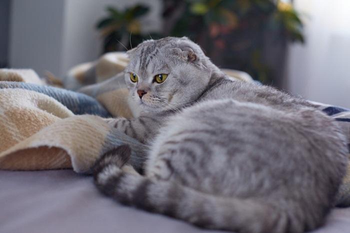 gatto seduto a letto con coperta