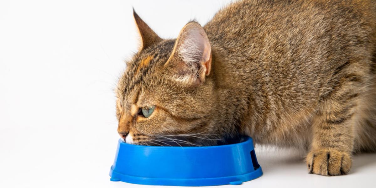 Gatto che mangia da una ciotola blu