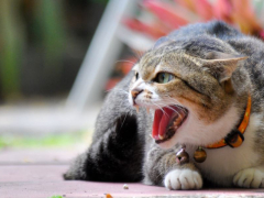 An evocative image of a cat howling, its mouth open in a vocal display of communication, possibly expressing various emotions such as longing, territoriality, or a call for attention.