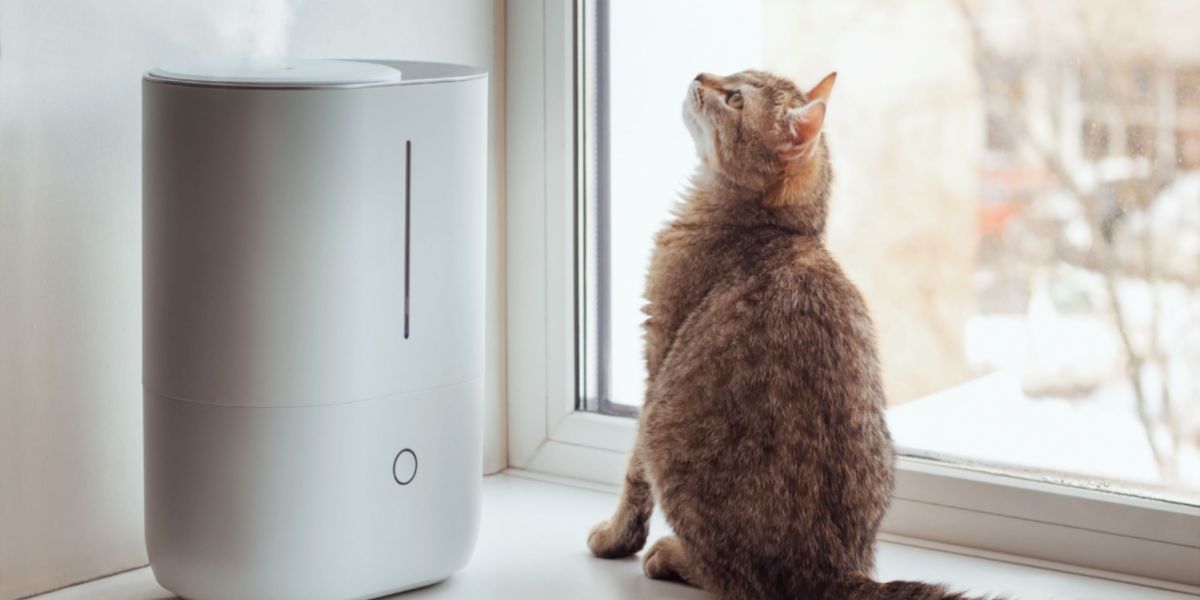 Un gatto che riposa vicino a un umidificatore, evidenziando una configurazione che contribuisce a migliorare la qualità dell'aria e il comfort sia per il gatto che per l'ambiente.