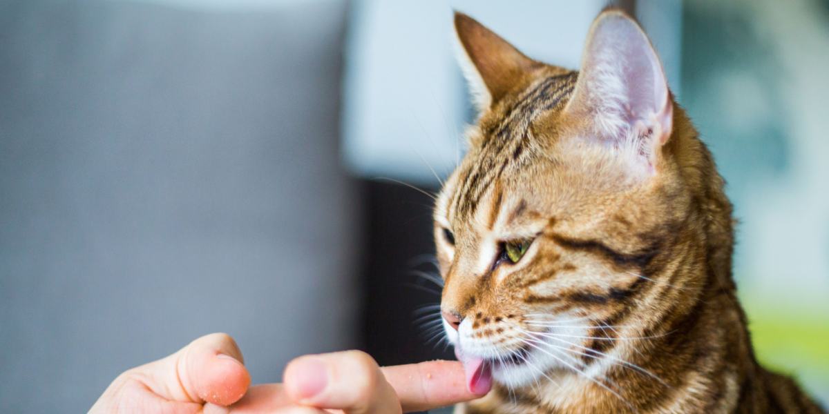 Un gatto lecca giocosamente un dito umano in un'immagine compressa, che illustra un comportamento felino carino e affettuoso.