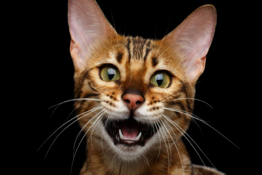 Perché il mio gatto miagola di notte?