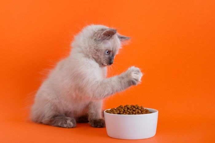 Gatto che interagisce giocosamente con il cibo.