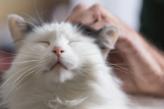 Perché il mio gatto fa le fusa costantemente?