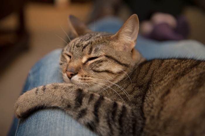 Un gatto contento, rannicchiato e comodamente addormentato nello spazio tra le gambe di qualcuno, a simboleggiare un legame stretto e affettuoso.