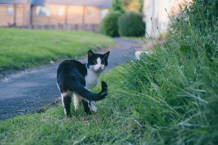 gatto che cammina su un prato verde