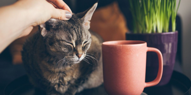 150 nomi di gatti ispirati al caffè e al tè con significati