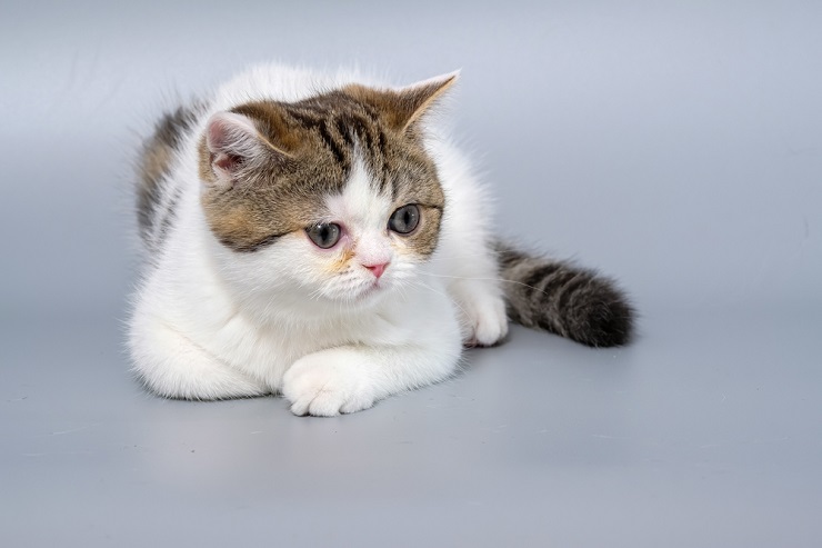 Immagine compressa di una gatta italiana, che offre uno scorcio del fascino felino italiano.