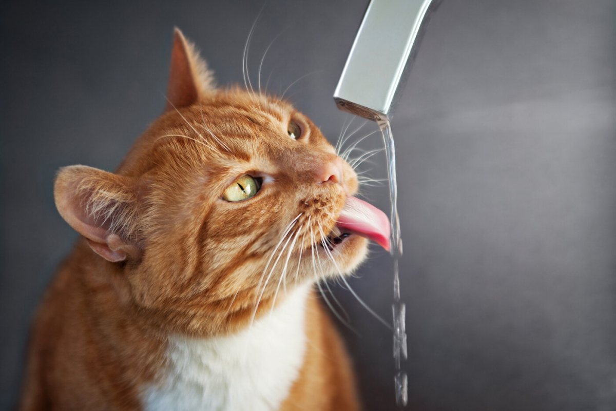 Gatto affascinato dall'acqua corrente di un rubinetto, che mostra il suo interesse per il liquido che scorre e la sua interazione giocosa con l'ambiente.