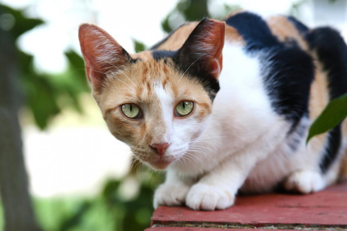 Un'immagine di un gatto selvatico che mette in risalto la natura selvaggia e indipendente di queste creature feline.