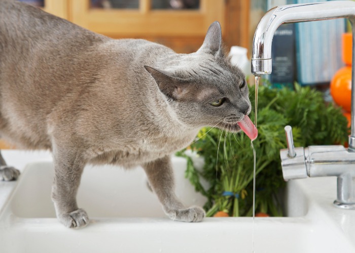 Un gatto grigio si gode una bevanda rinfrescante dal rubinetto, dimostrando la sua particolare preferenza per l'acqua corrente e per l'idratazione.