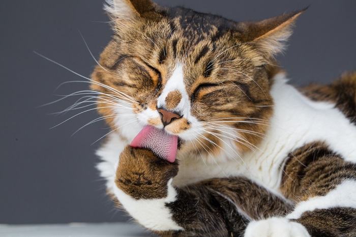 La toelettatura del gatto è un esempio lampante della meticolosa routine di cura personale dei felini.