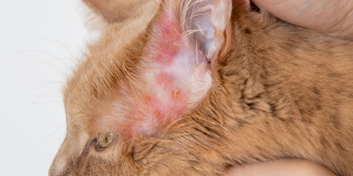 Eruzioni cutanee in un gatto, che illustrano la presenza di irritazioni cutanee e l'importanza di trattare i problemi dermatologici felini.