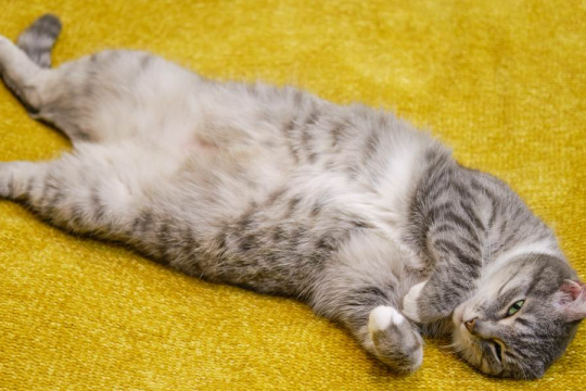 Perché i gatti mostrano la pancia?