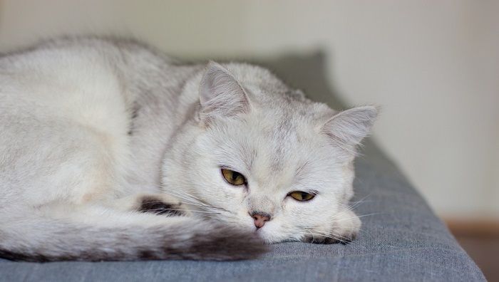 il gatto dorme in posizione rannicchiata