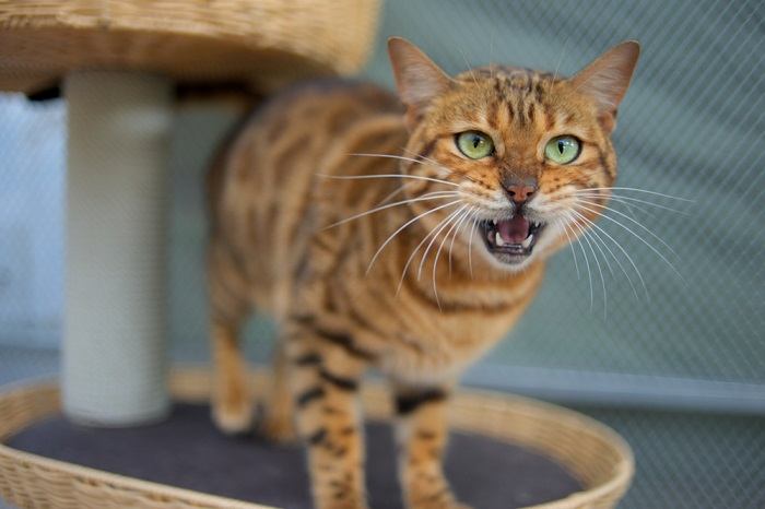 Un gatto solitario colto nel bel mezzo di un ululato lamentoso, che proietta la sua voce con intensità, probabilmente trasmettendo sentimenti di solitudine, curiosità o desiderio di entrare in contatto.