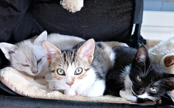 multi-gatto che dorme e guarda la telecamera