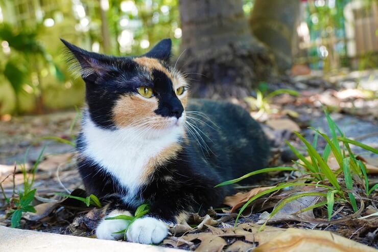 Un gatto attento e cauto, con gli occhi spalancati e il pelo ritto, che mostra segni di paura e incertezza.