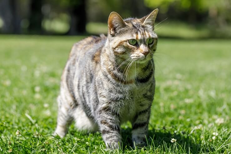 Grazioso gatto americano che trasmette un senso di conforto domestico e di compagnia.