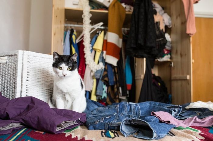 Il gatto cerca attenzione rovesciando oggetti, sottolineando il desiderio di interazione e coinvolgimento del felino.