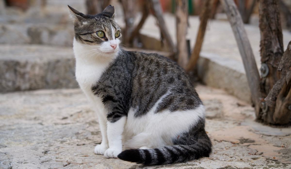 Gatto con le orecchie rivolte all'indietro, che mostra una maggiore attenzione o curiosità verso l'ambiente circostante.