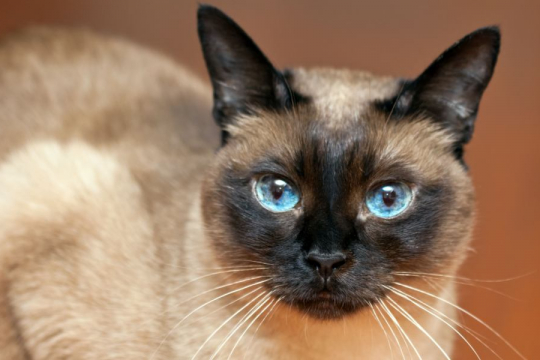 10 Razze di gatti più longeve per un amore peloso che dura