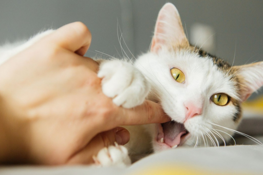 I gatti amano mordere: 5 Motivi per cui lo fanno e come reagire