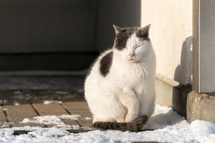 Immagine accattivante di un gatto che miagola, che cattura un momento di vocalizzazione ed espressione.