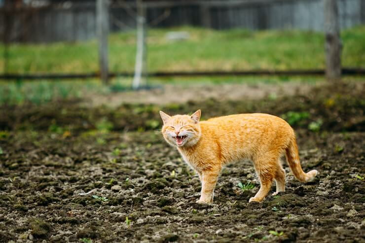 Gatto che miagola giocosamente di notte, esprimendo il suo desiderio di gioco e interazione.