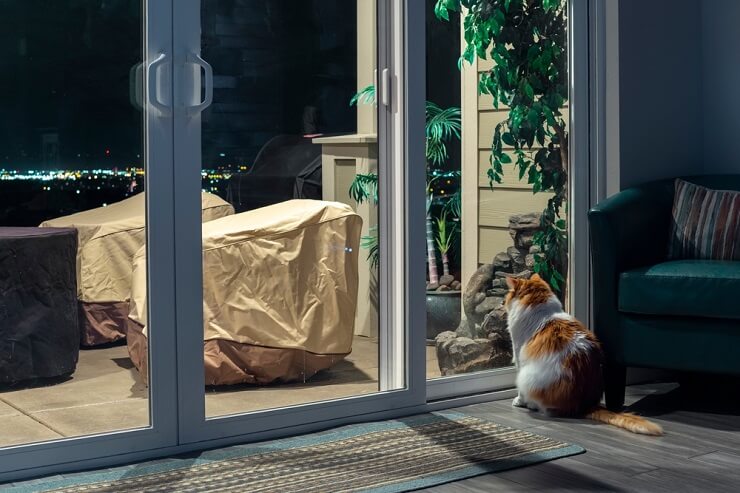 Immagine che ritrae un gatto seduto vicino a una finestra durante la notte, che miagola dolcemente alla luce della luna.