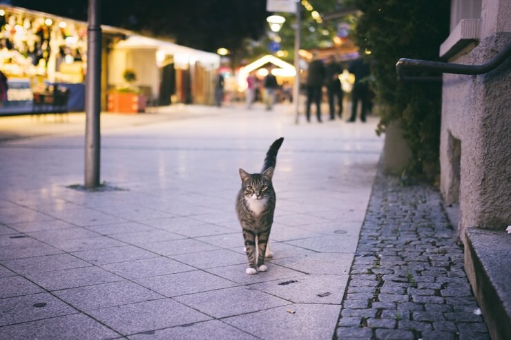 Immagine ravvicinata di un gatto.