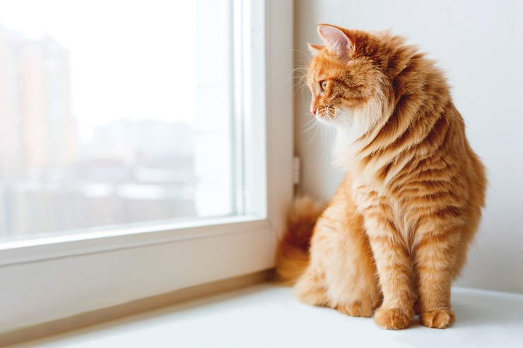 L'immagine sembra trasmettere il concetto di come rendere la casa "a prova di gatto".