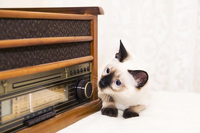 Gatto che guarda una radio.