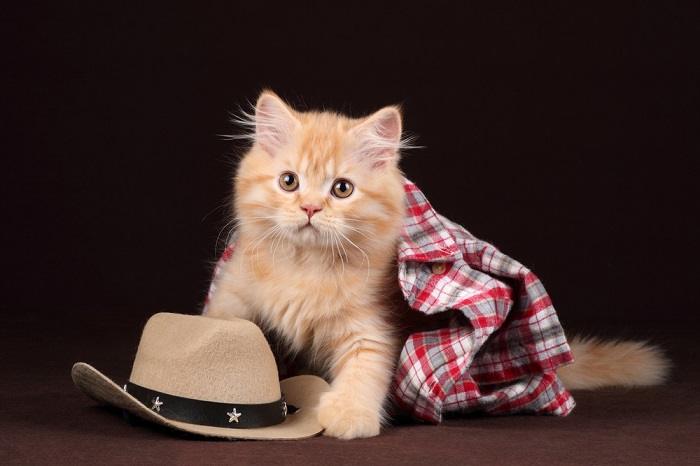 Grazioso gattino rosso, che irradia calore e adorabilità