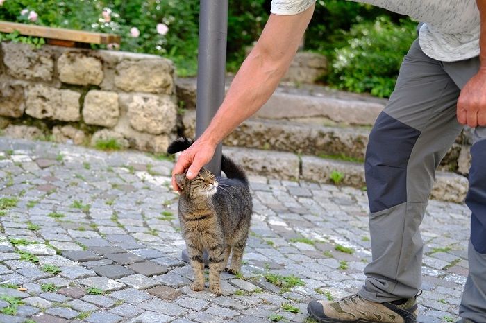 Immagine che tratta un argomento correlato ai gatti e alla loro capacità di percepire le emozioni umane.