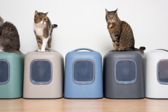 Quante lettiere dovresti avere per ogni gatto?