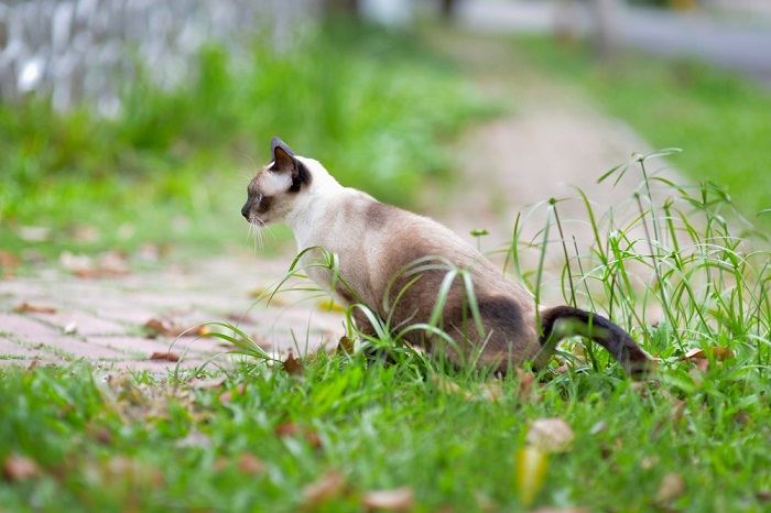 L'immagine mette in evidenza una soluzione volta a scoraggiare i gatti dal defecare in giardino, sottolineando l'impegno nel mantenere uno spazio esterno pulito e ordinato.