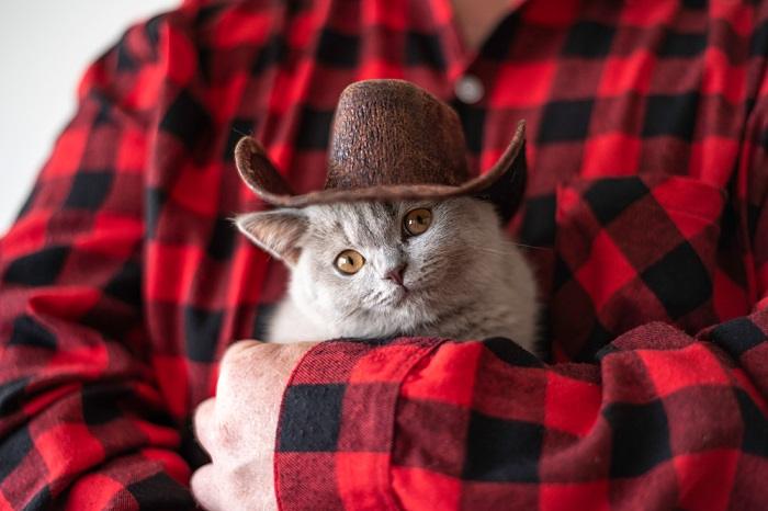 Adorabile gattino che indossa un cappello da cowboy, evocando una scena giocosa e affascinante.