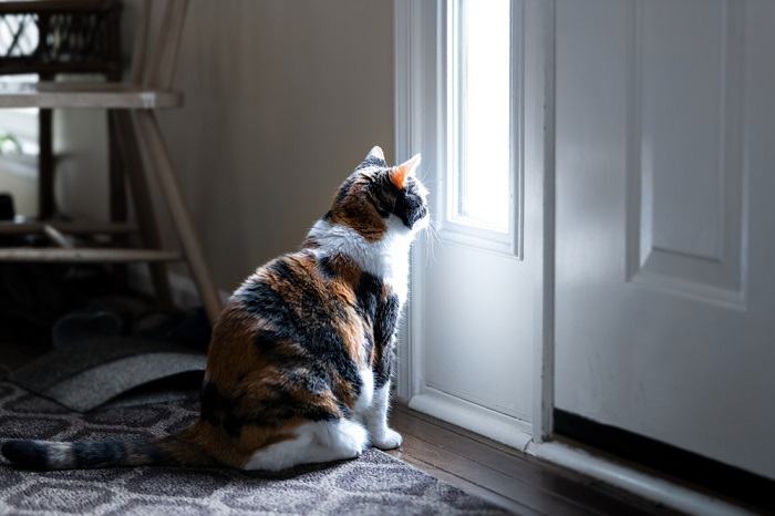 L'immagine raffigura un gatto seduto vicino a una porta o a una finestra, che guarda fuori come se stesse osservando il suo padrone che se ne va.