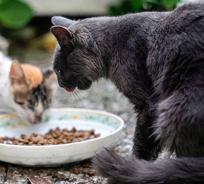 Gara di cibo per più gatti.