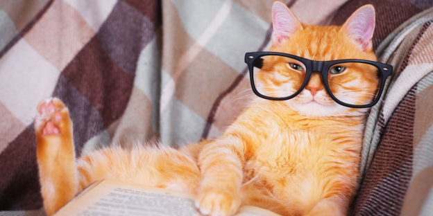 150 migliori nomi di gatti nerd per dare un nome al tuo nuovo animale domestico