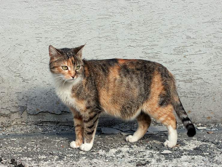 Una gatta incinta che mostra i segni della gravidanza felina.