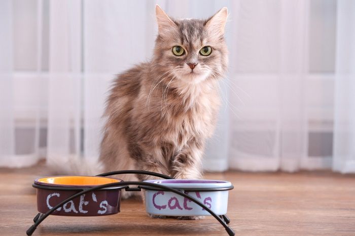 In questa immagine, l'attenzione si concentra sul cambio regolare dell'acqua per i gatti.