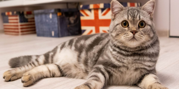 145 migliori nomi per gatti britannici: le nostre migliori scelte per il tuo gatto con significati