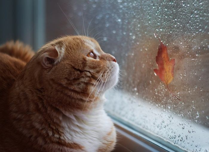 Una scena serena che ritrae un gatto comodamente adagiato in mezzo alla natura, con le orecchie dritte per catturare i suoni rilassanti dell'ambiente circostante.